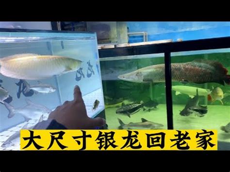 銀帶怎麼養|【銀帶飼養】銀帶，銀龍魚怎麼養？最正確銀龍魚飼養秘訣大全